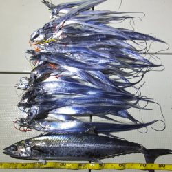 Hit Rush(ヒット ラッシュ) 釣果