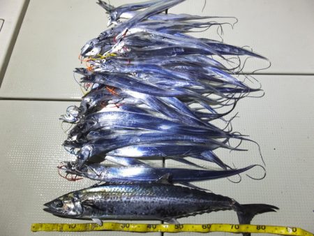 Hit Rush(ヒット ラッシュ） 釣果…