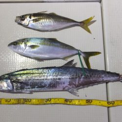 Hit Rush(ヒット ラッシュ) 釣果