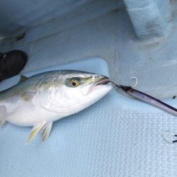 Hit Rush(ヒット ラッシュ) 釣果