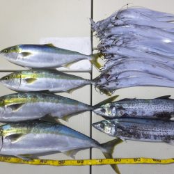 Hit Rush(ヒット ラッシュ) 釣果