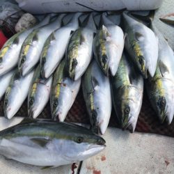 釣船 浦島太郎 釣果