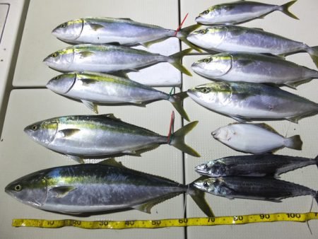 Hit Rush(ヒット ラッシュ） 釣果…