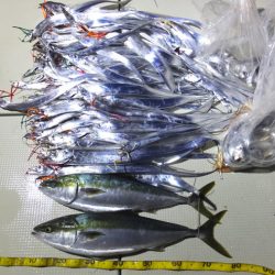 Hit Rush(ヒット ラッシュ) 釣果