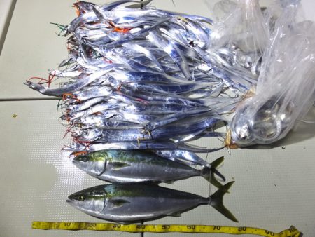 Hit Rush(ヒット ラッシュ) 釣果