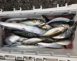 久里浜黒川本家 釣果