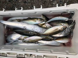 久里浜黒川本家 釣果