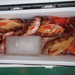 第二むつ漁丸 釣果