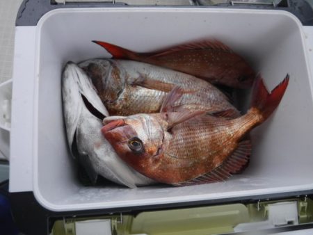 遊漁船 幸友丸 釣果