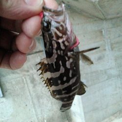 浜名湖ロックフィッシュ