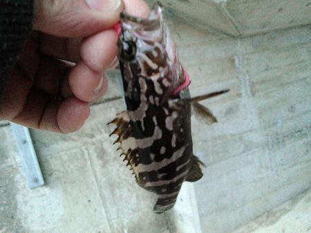 浜名湖ロックフィッシュ