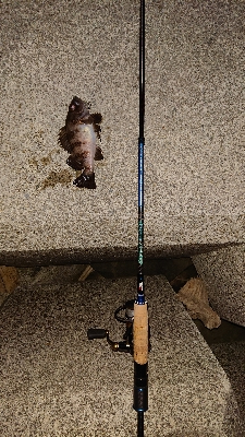 メバリングからガシリング