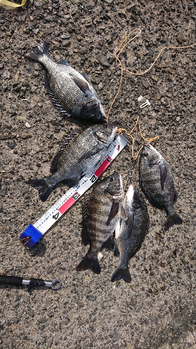 テトラでフカセ