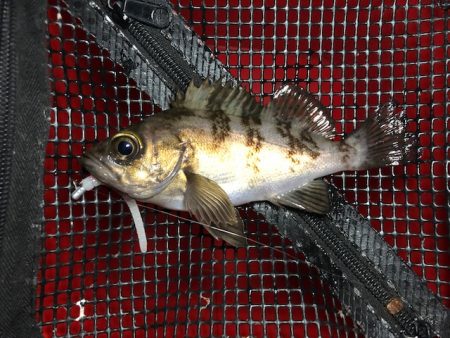 二見メバリング2