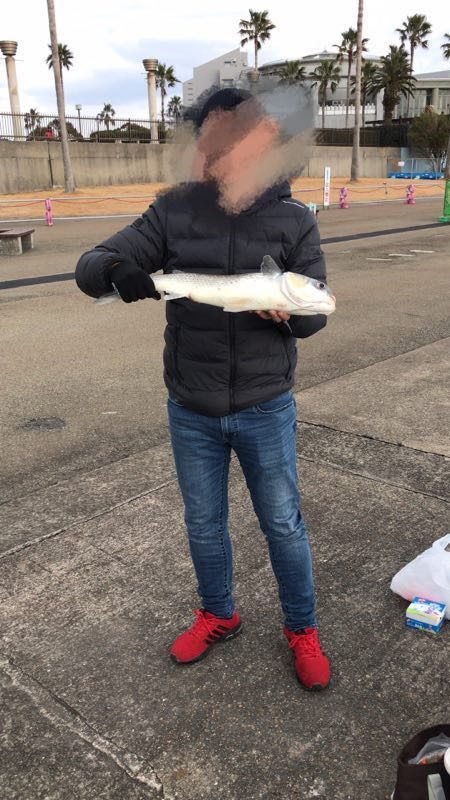 鳴尾浜臨海公園海づり広場  釣り情報