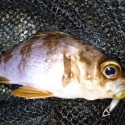 二見でメバリング