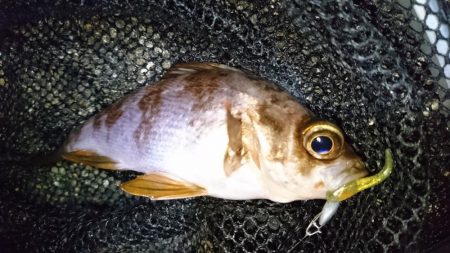 二見でメバリング