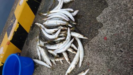 ブリ釣りあきらめ