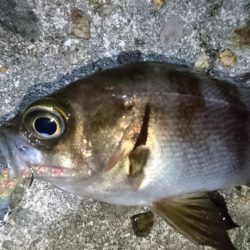 二見人口島でメバリング！！