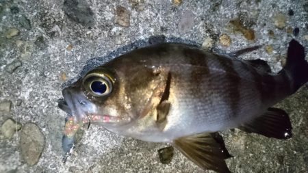 二見人口島でメバリング！！