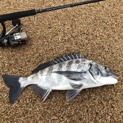 根魚狙ってたらチヌが釣れた。