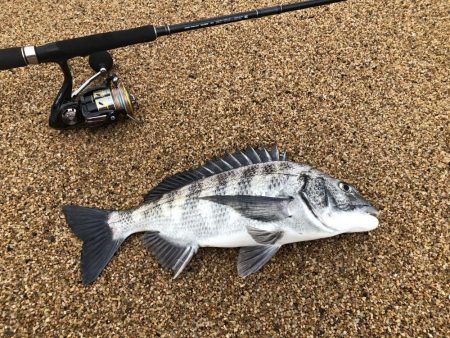 根魚狙ってたらチヌが釣れた。