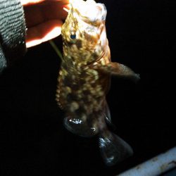 浜名湖ロックフィッシュ