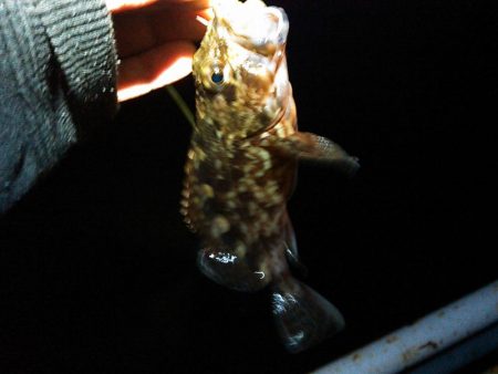 浜名湖ロックフィッシュ