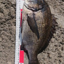 テトラでフカセ