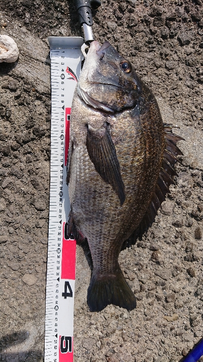 テトラでフカセ