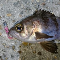 二見でメバリング