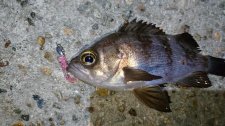 二見でメバリング