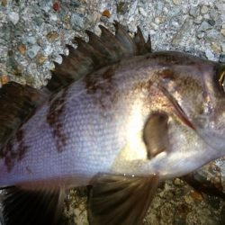 今夜もメバリング