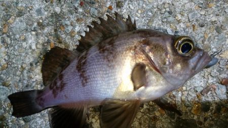 今夜もメバリング