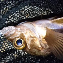 前日のヒットパターンを検証したくて二見人口島へ