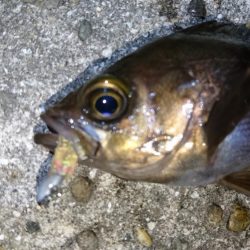 二見人口島でメバリング！！