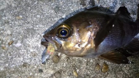 二見人口島でメバリング！！