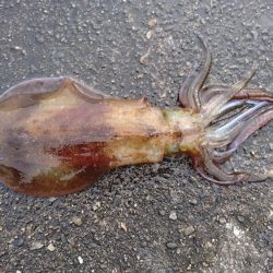 久しぶりの釣果でした。