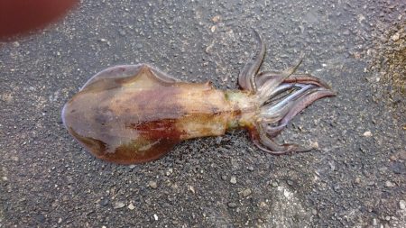 久しぶりの釣果でした。