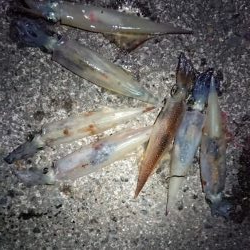 仕事終わりヤリイカ狙い