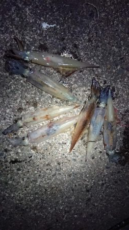 仕事終わりヤリイカ狙い
