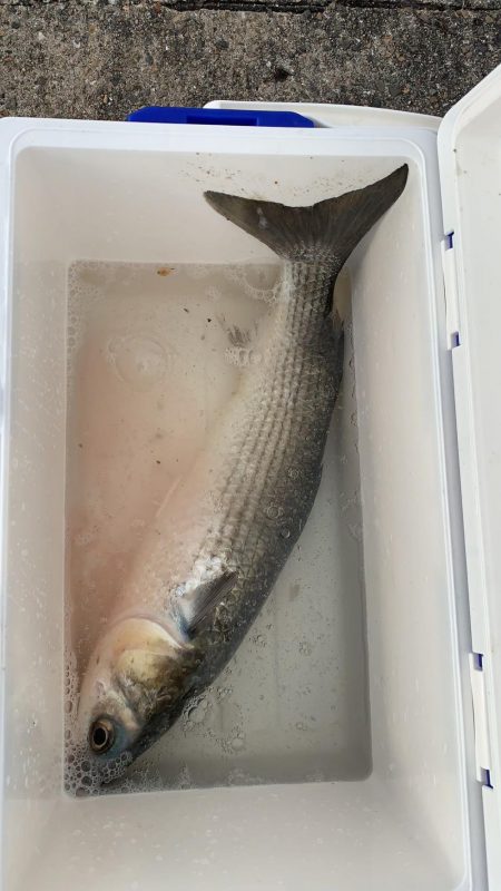 鳴尾浜臨海公園海づり広場  釣り情報