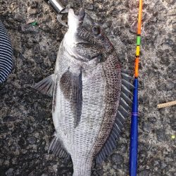 テトラでフカセ