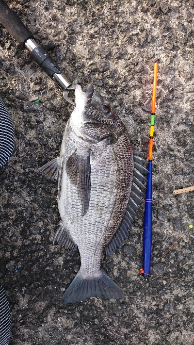 テトラでフカセ