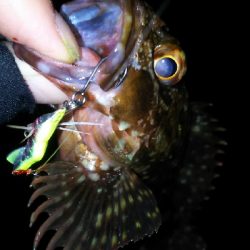 今年２回目の釣り