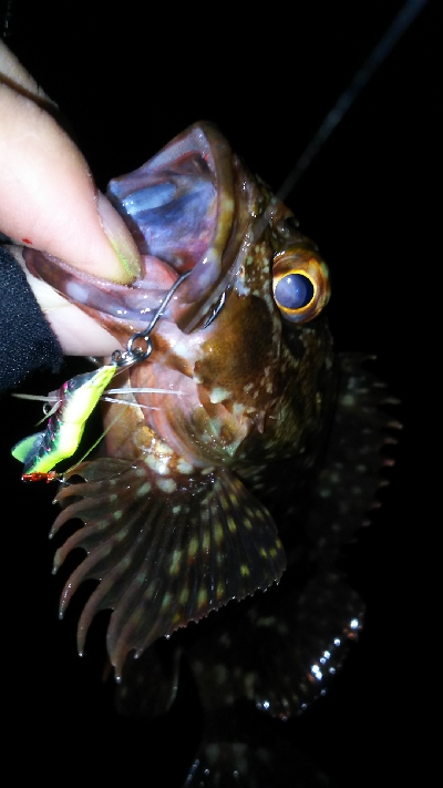 今年２回目の釣り