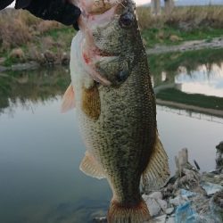 2019初フィッシュ!