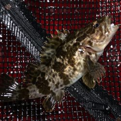 二見メバリング2