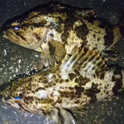 タケノコメバリング！！