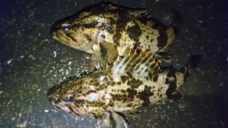 タケノコメバリング！！